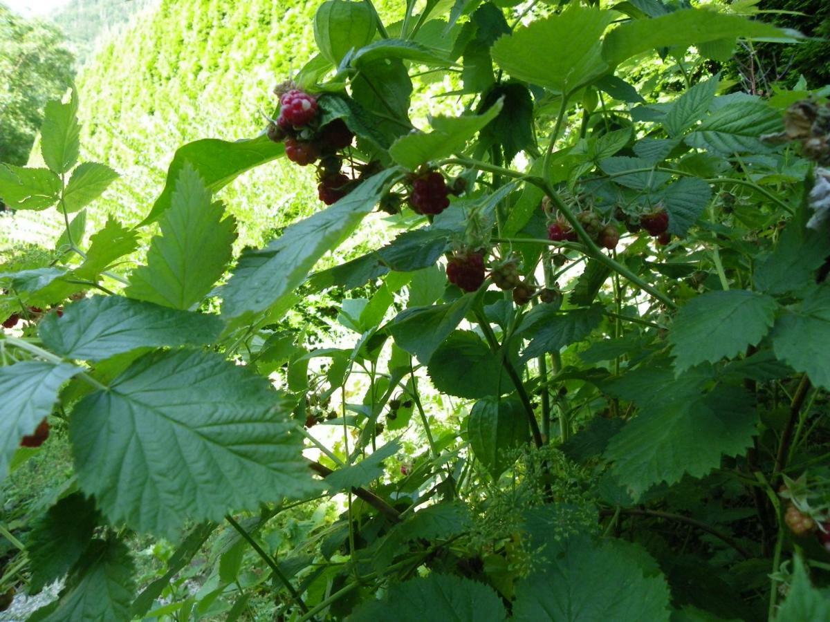Ingreen House 보힌스카 벨라 외부 사진
